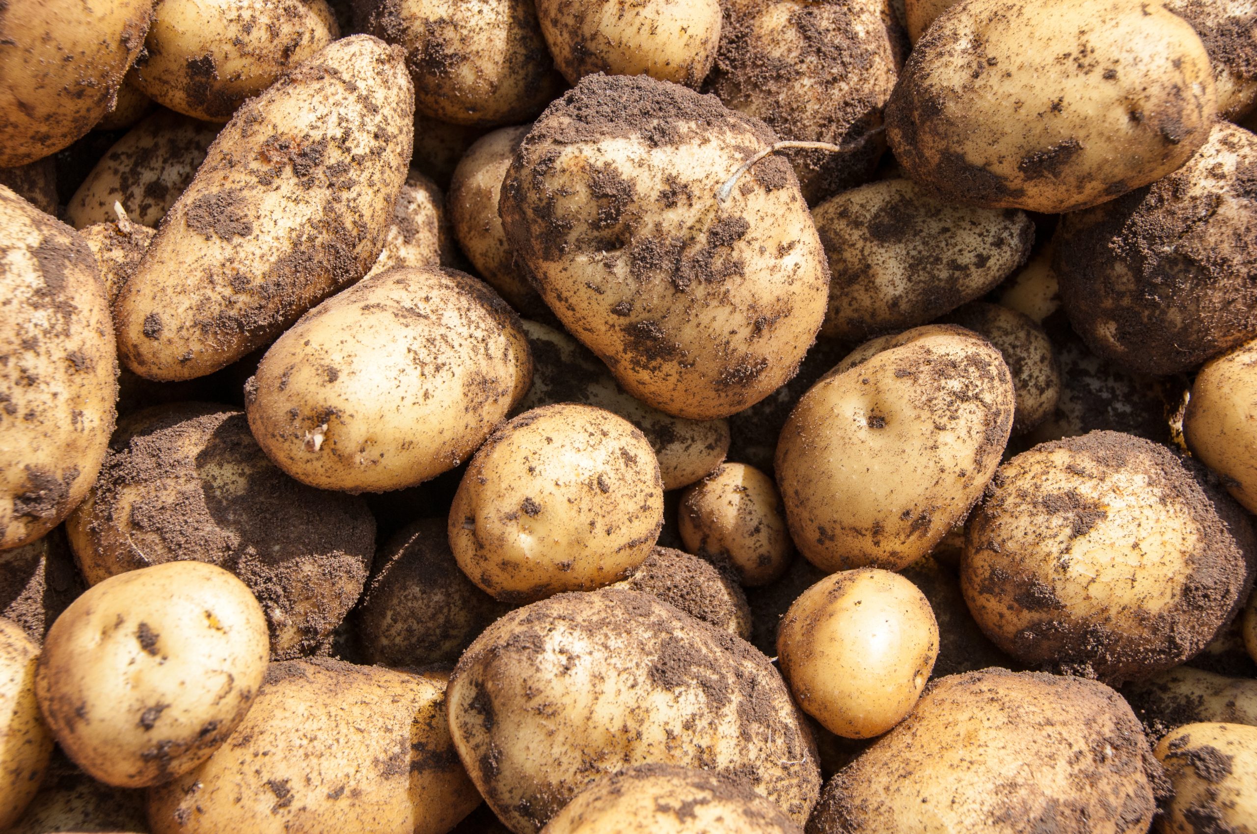 potatis